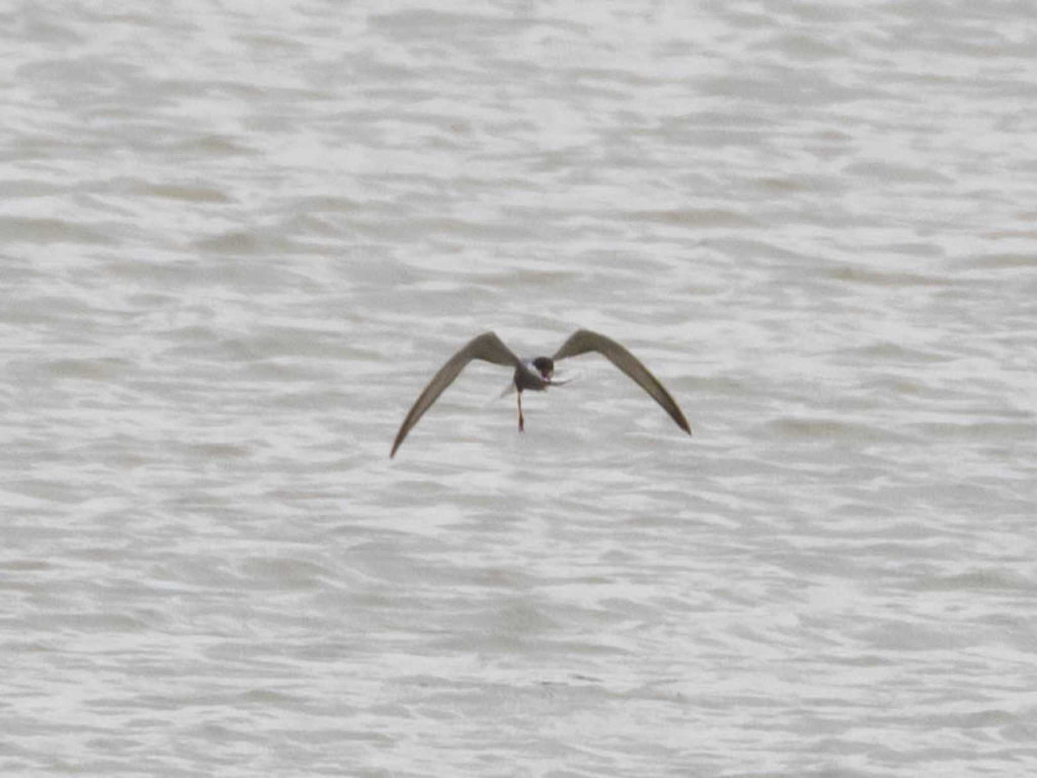 Whiskered Tern