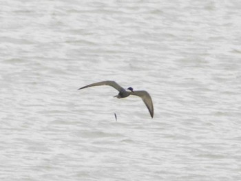 Whiskered Tern 千住桜木自然地 (東京都足立区) Sun, 7/5/2020