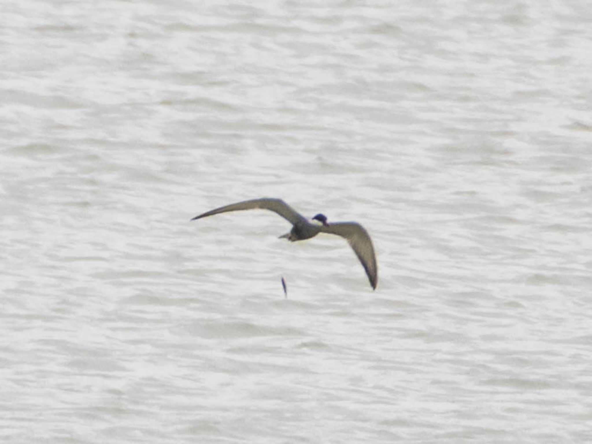 Whiskered Tern