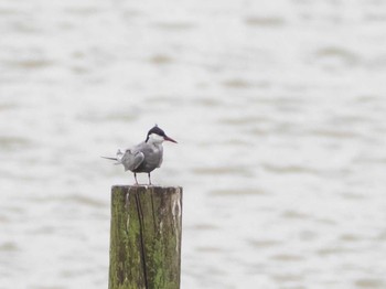 Whiskered Tern 千住桜木自然地 (東京都足立区) Sun, 7/5/2020