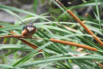 カワセミ 野川 2020年7月1日(水)