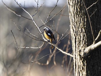 Daurian Redstart 滋賀県新旭町 Sat, 3/26/2016