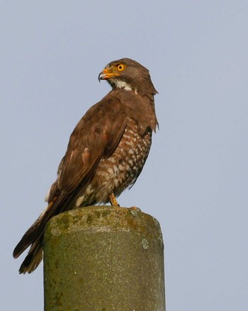 Grey-faced Buzzard 千葉県柏市 Wed, 7/8/2020