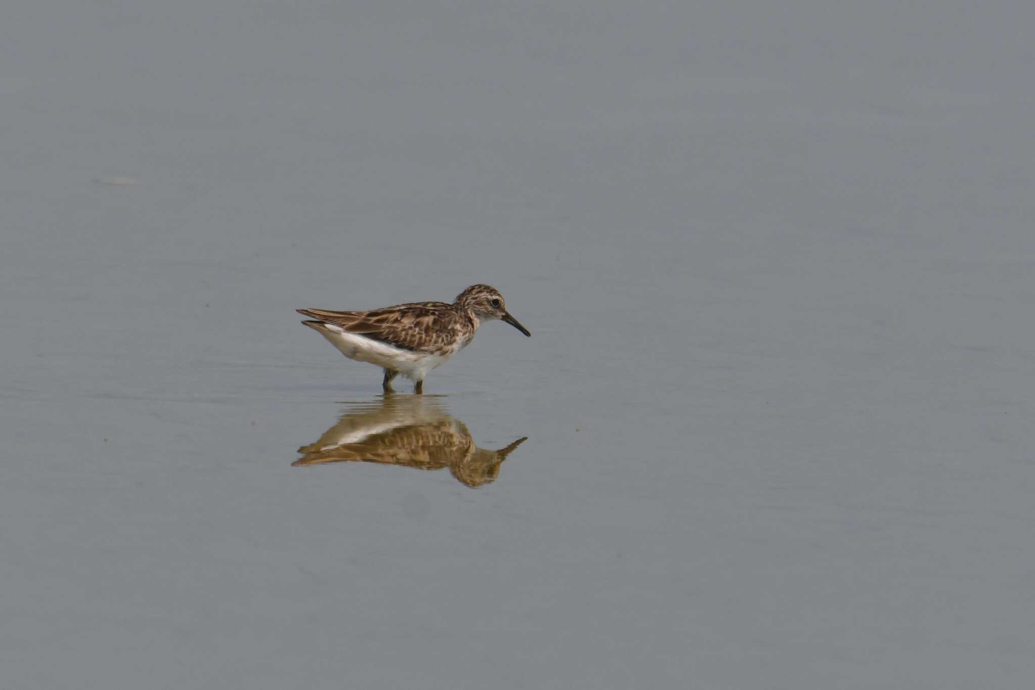 Long-toed Stint