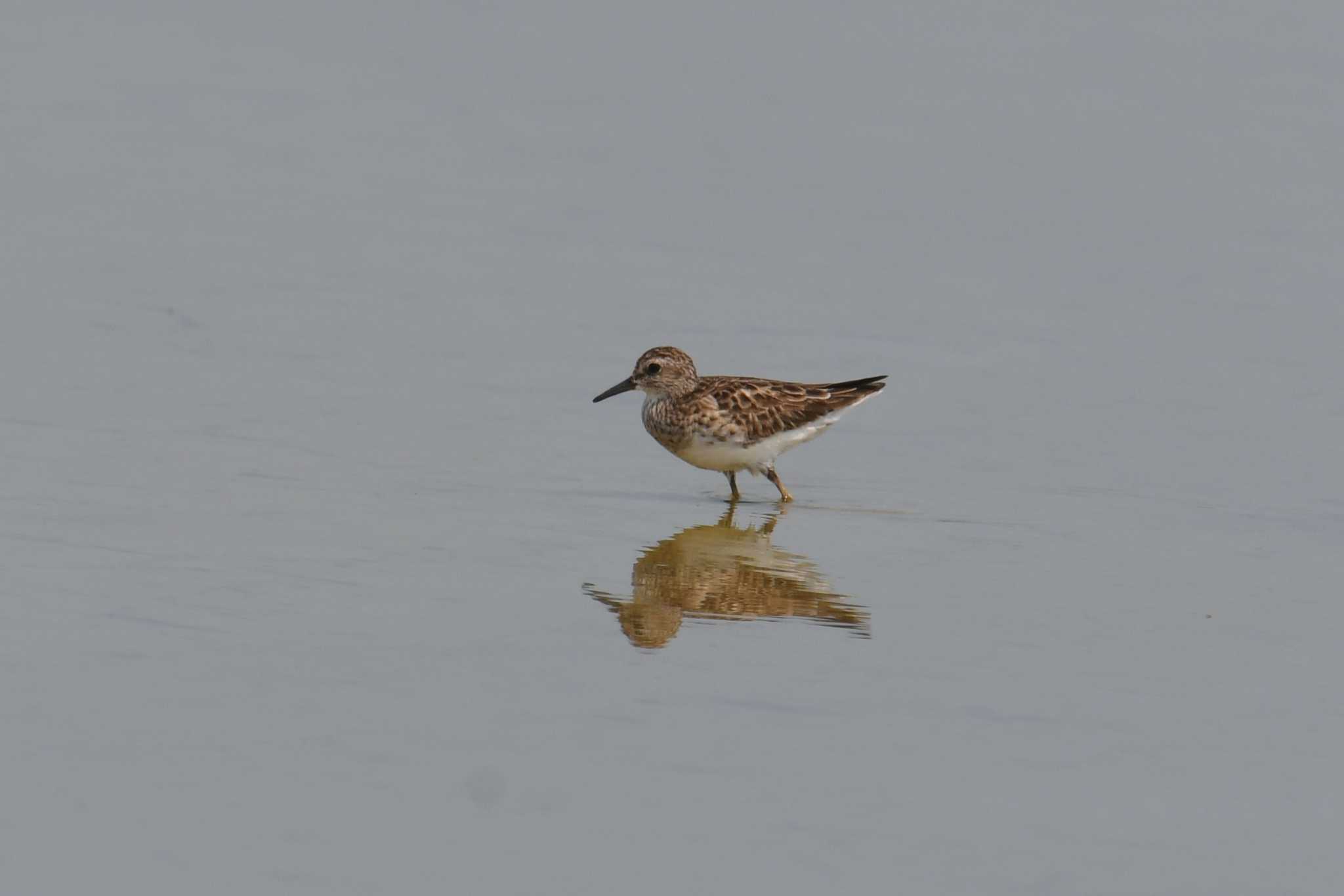 Long-toed Stint