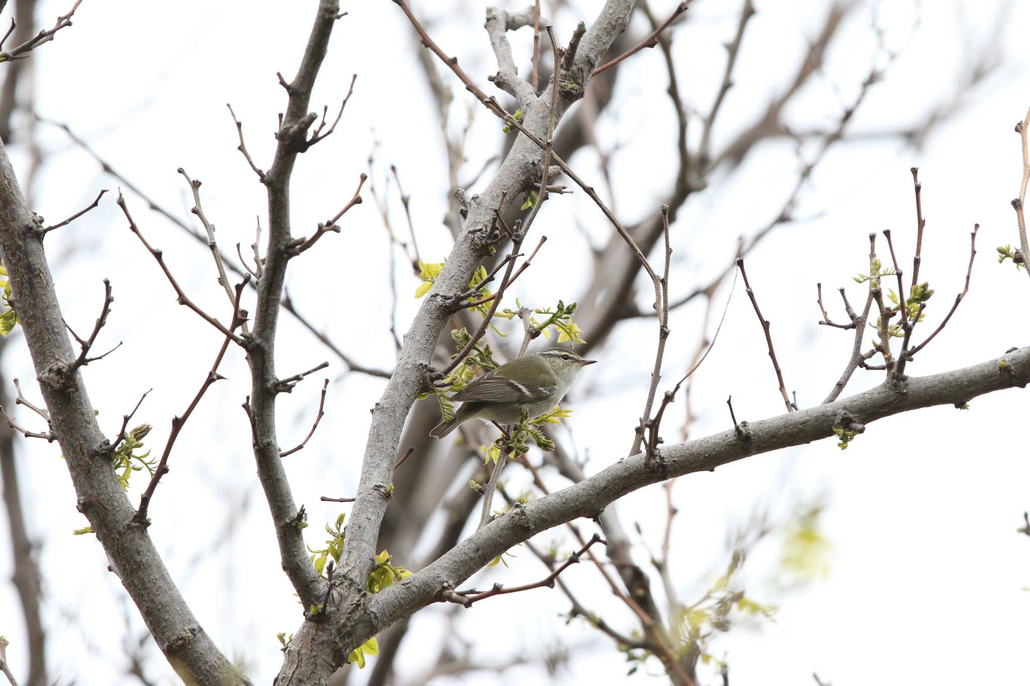 Yellow-browed Warbler