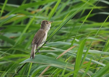 Oriental Reed Warbler Isanuma Sun, 7/5/2020