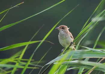 Oriental Reed Warbler Isanuma Sun, 7/5/2020