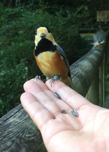 Varied Tit 岐阜市松尾池 Thu, 10/5/2017