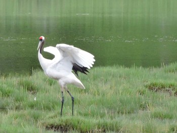 タンチョウ 根室 2015年8月13日(木)