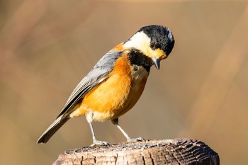 Varied Tit 岐阜市 Sat, 3/17/2018