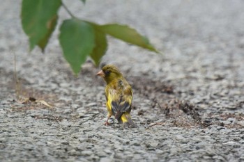 カワラヒワ 西宮市山口町 2020年7月9日(木)