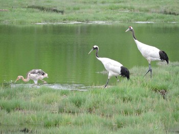 タンチョウ 根室 2015年8月13日(木)