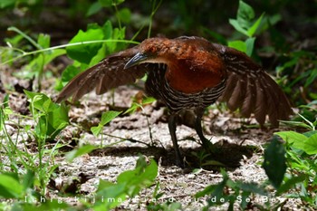 Slaty-legged Crake Ishigaki Island Thu, 7/9/2020