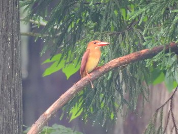 Ruddy Kingfisher Unknown Spots Thu, 7/9/2020