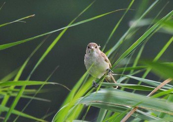 Oriental Reed Warbler Isanuma Sun, 7/5/2020