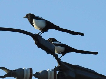 Eurasian Magpie 苫小牧市;北海道 Tue, 3/1/2016