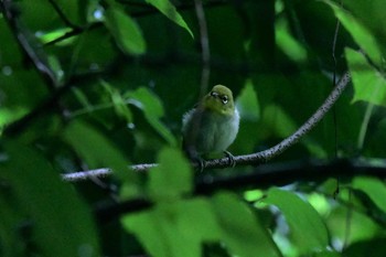 2020年7月9日(木) 若山ダム(石川県珠洲市)の野鳥観察記録