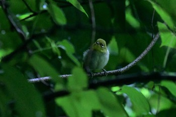 Warbling White-eye 若山ダム(石川県珠洲市) Thu, 7/9/2020