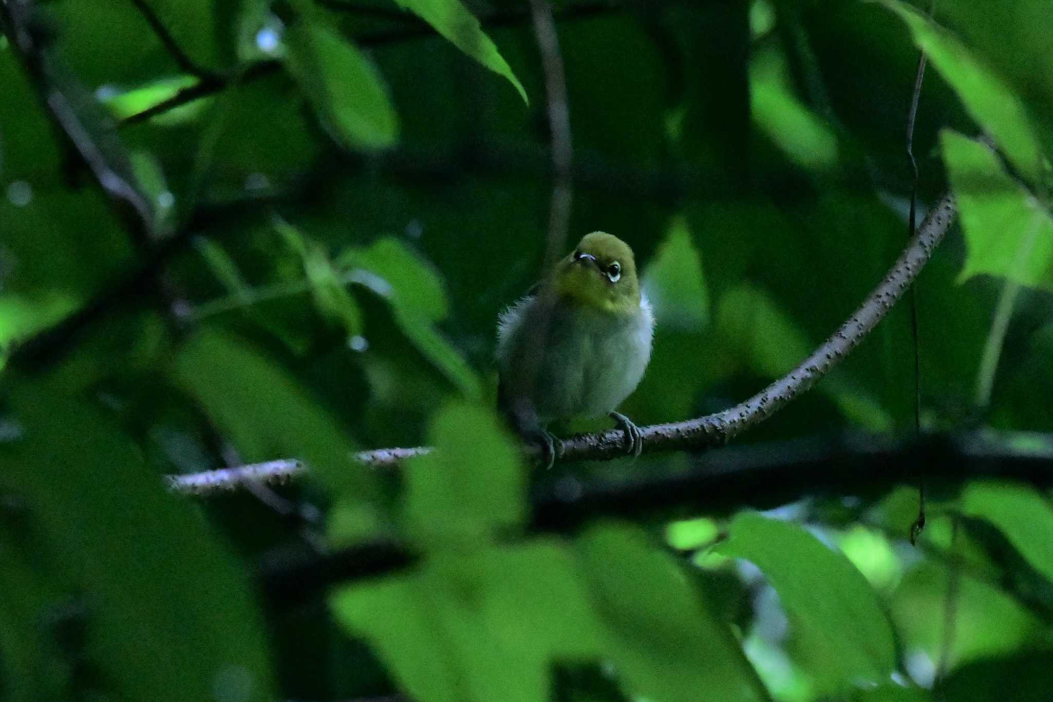 Photo of Warbling White-eye at 若山ダム(石川県珠洲市) by Semal