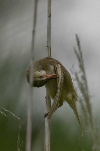 Oriental Reed Warbler 平城宮跡 Fri, 7/10/2020