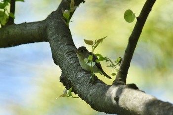 Asian Brown Flycatcher Unknown Spots Thu, 5/12/2016