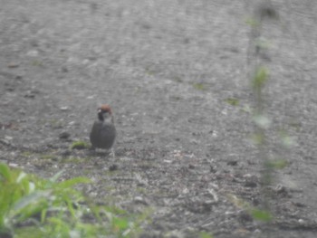 Russet Sparrow Unknown Spots Thu, 7/9/2020