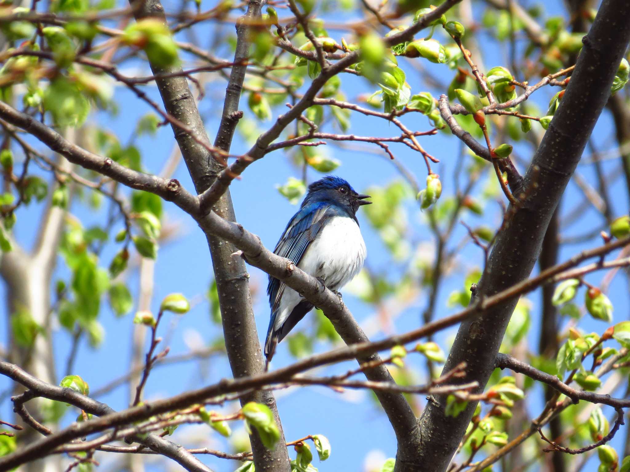 Photo of Blue-and-white Flycatcher at 札幌;北海道 by Yo