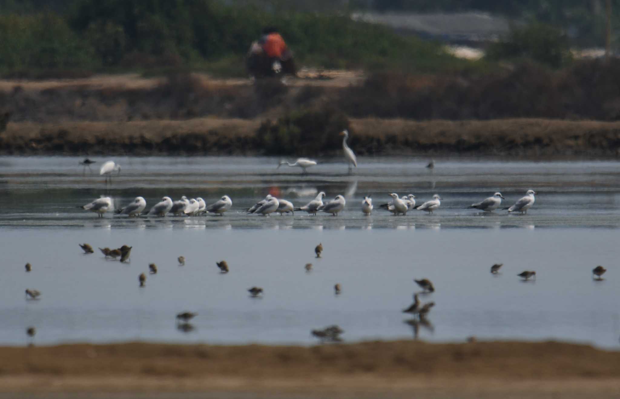 Photo of Brown-headed Gull at タイ by あひる