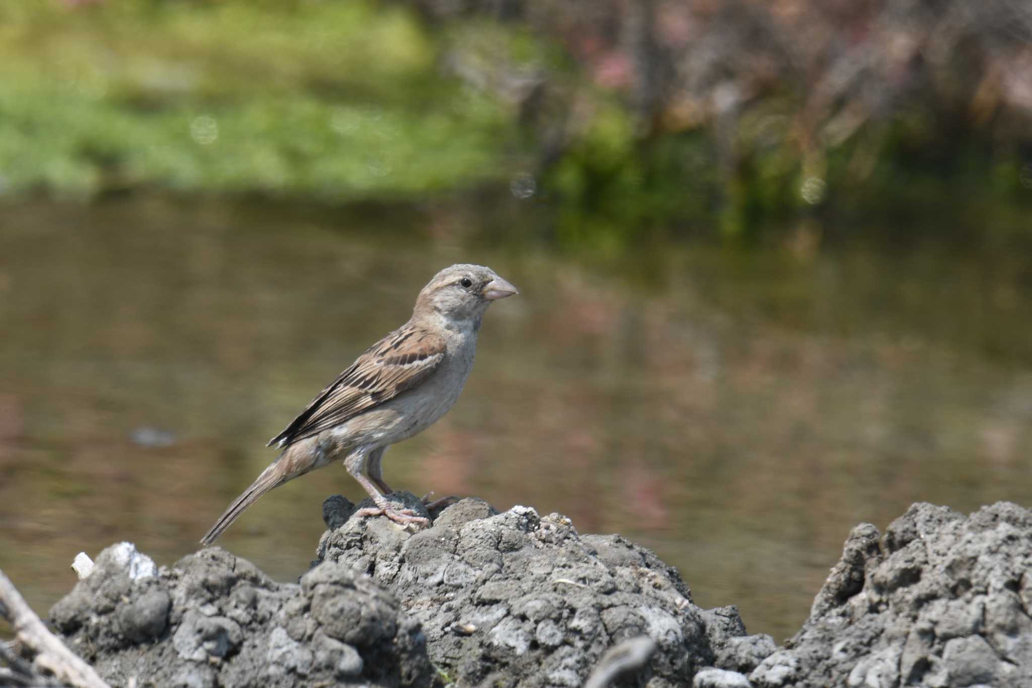 House Sparrow