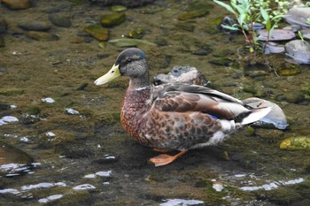 マガモ 野川 2020年7月1日(水)