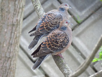 Oriental Turtle Dove 札幌;北海道 Thu, 5/12/2016