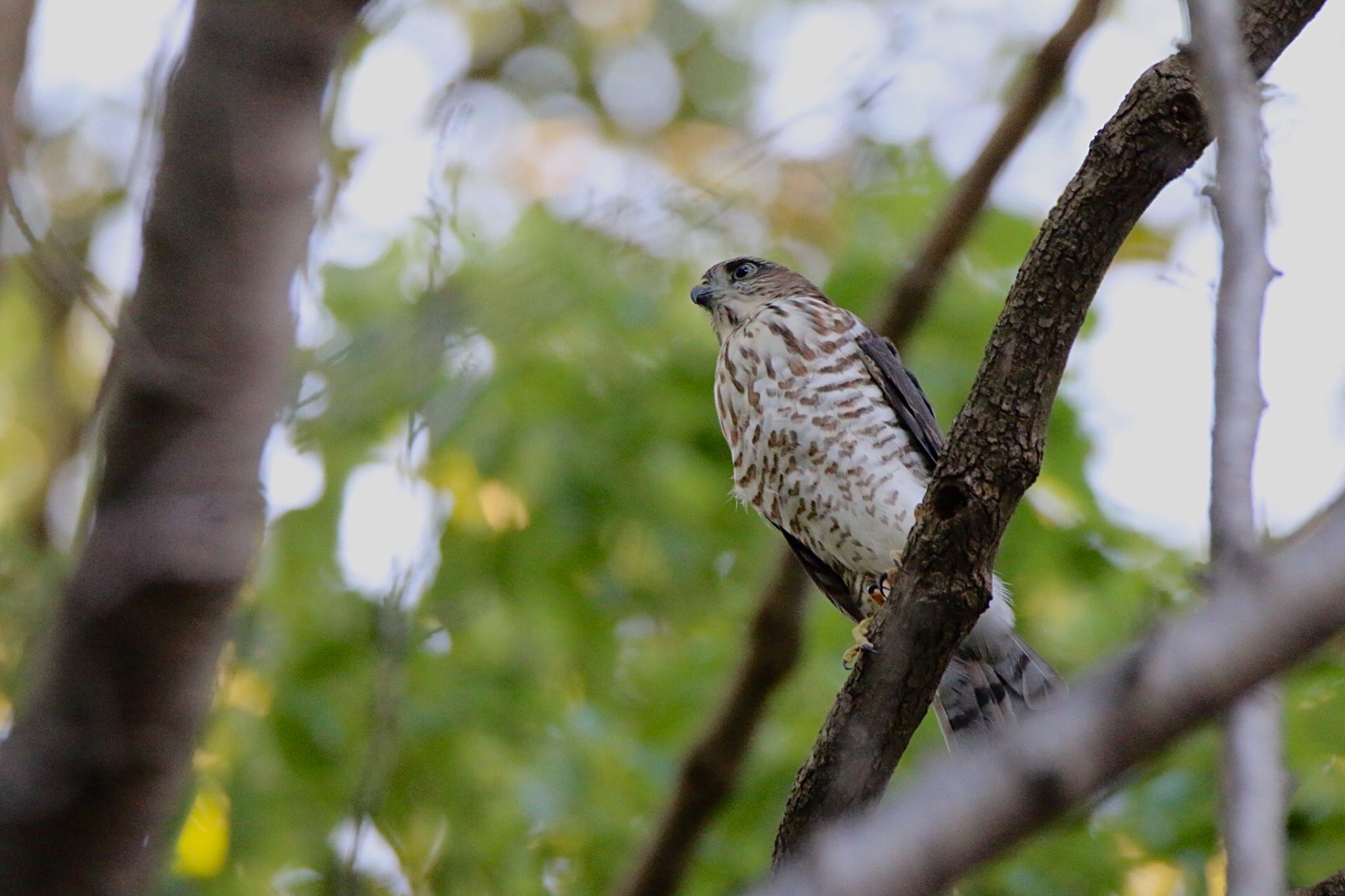 Photo of Japanese Sparrowhawk at 東京都 by ゴロー