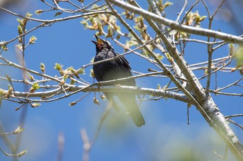 Siberian Thrush Unknown Spots Thu, 5/12/2016