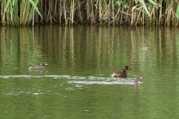 Sat, 7/11/2020 Birding report at 多摩川二ヶ領宿河原堰