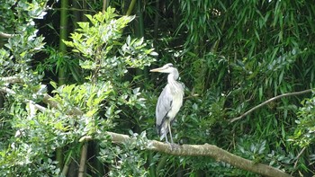 Grey Heron Unknown Spots Sat, 7/11/2020