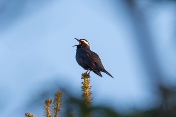 Siberian Thrush Unknown Spots Thu, 5/12/2016