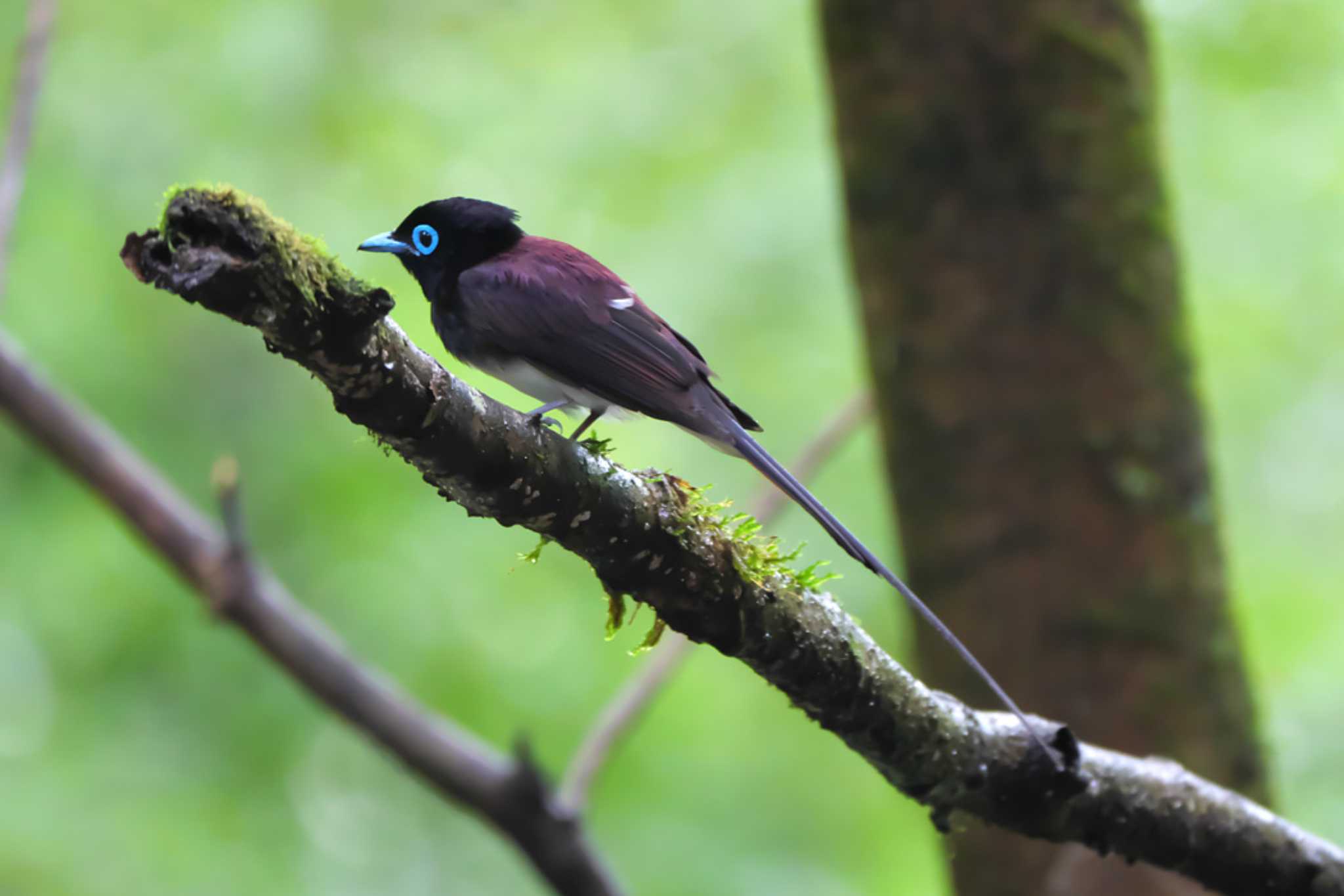 Photo of Black Paradise Flycatcher at 八王子城跡 by ぴくるす