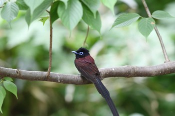 Tue, 5/3/2016 Birding report at Hegura Island