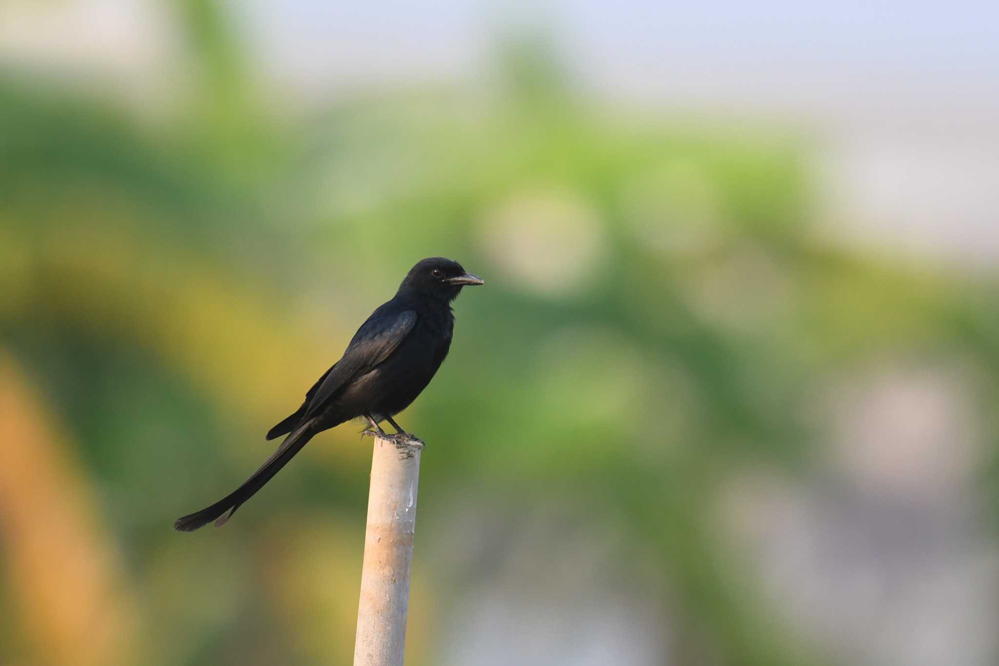 Photo of Black Drongo at タイ by あひる