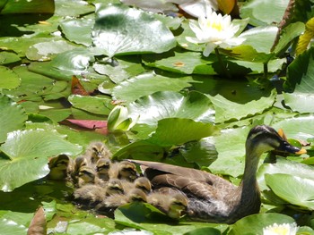 Unknown Species Ukima Park Tue, 5/12/2015