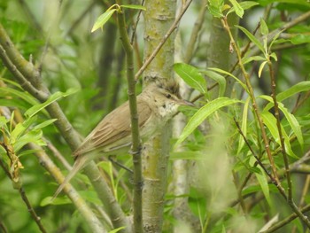 Oriental Reed Warbler 東屯田遊水地 Tue, 6/9/2020