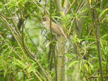 Oriental Reed Warbler 東屯田遊水地 Tue, 6/9/2020