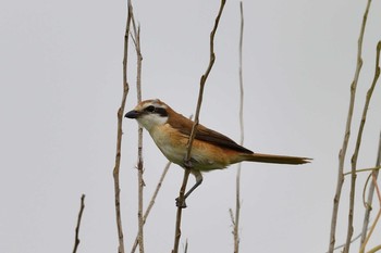 Brown Shrike 石狩市 Sat, 7/11/2020