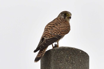 Common Kestrel 石狩市 Sat, 7/11/2020