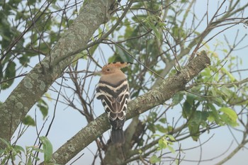 Eurasian Hoopoe 諫早中央干拓地 Sat, 7/11/2020