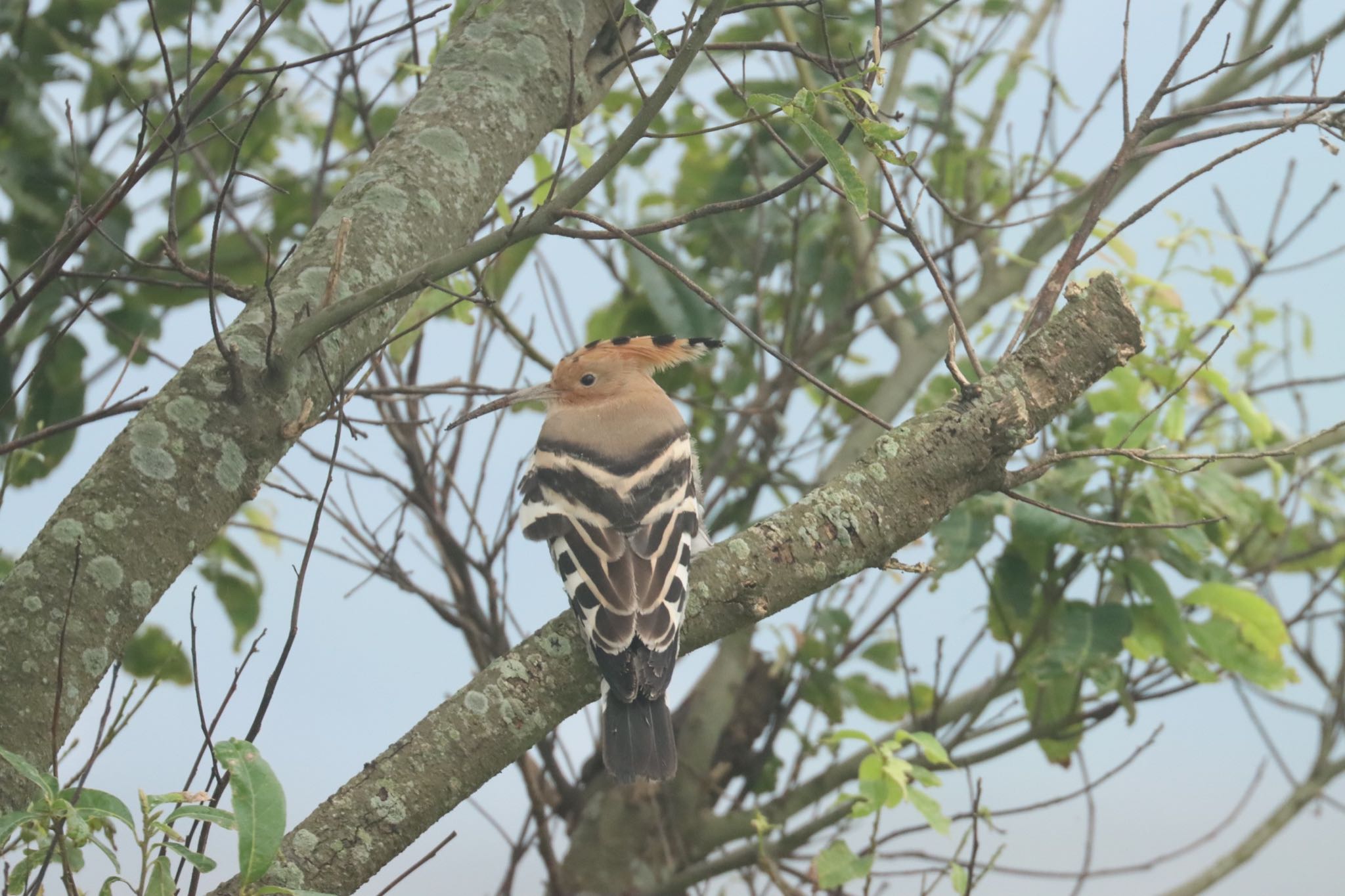 Photo of Eurasian Hoopoe at 諫早中央干拓地 by juusenseibatsu