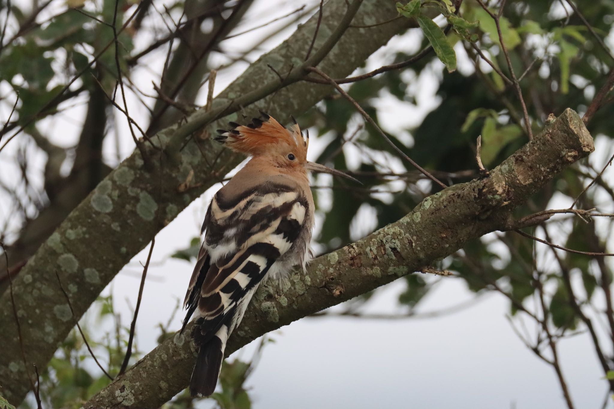 Photo of Eurasian Hoopoe at 諫早中央干拓地 by juusenseibatsu