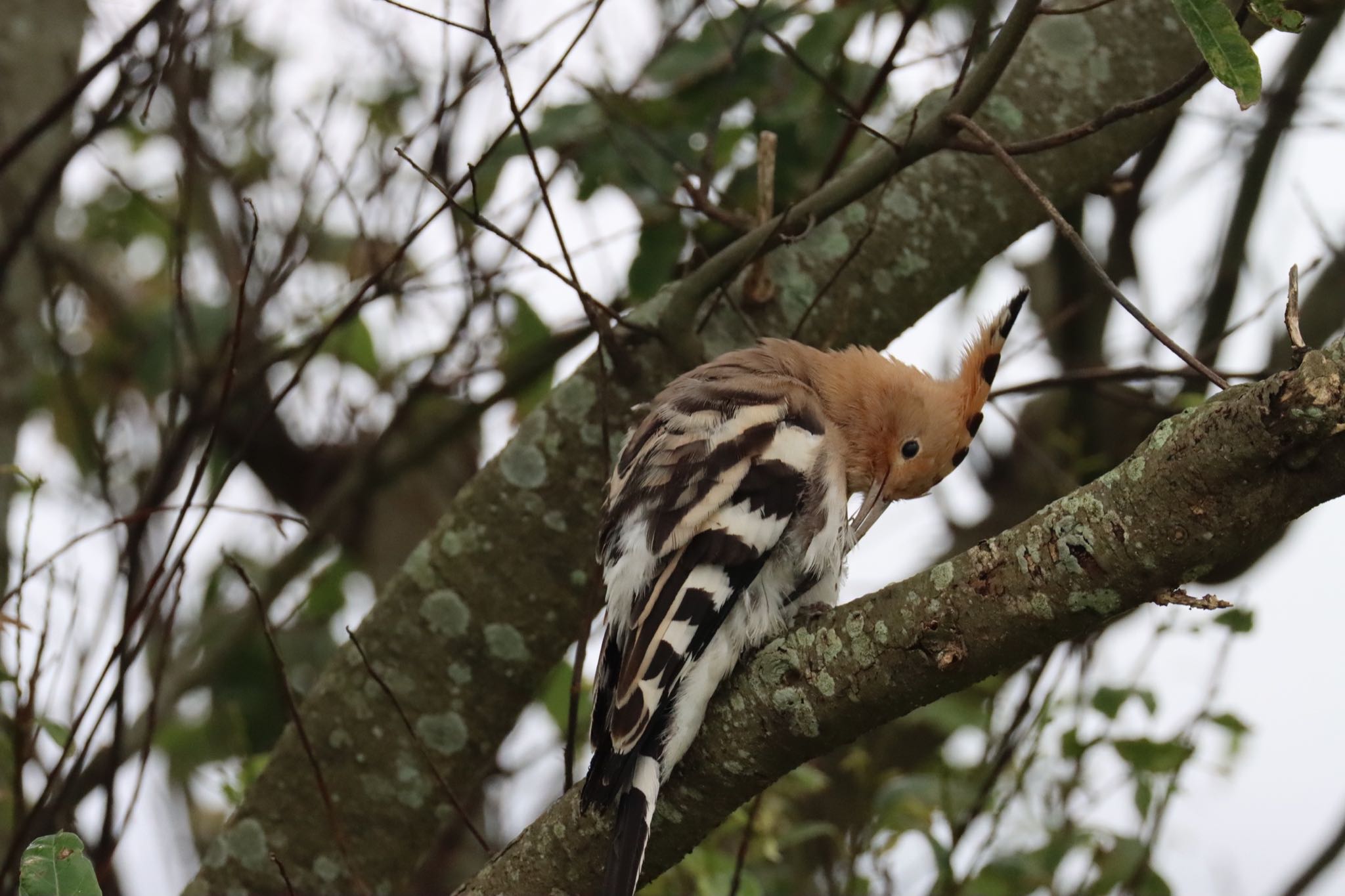 Photo of Eurasian Hoopoe at 諫早中央干拓地 by juusenseibatsu