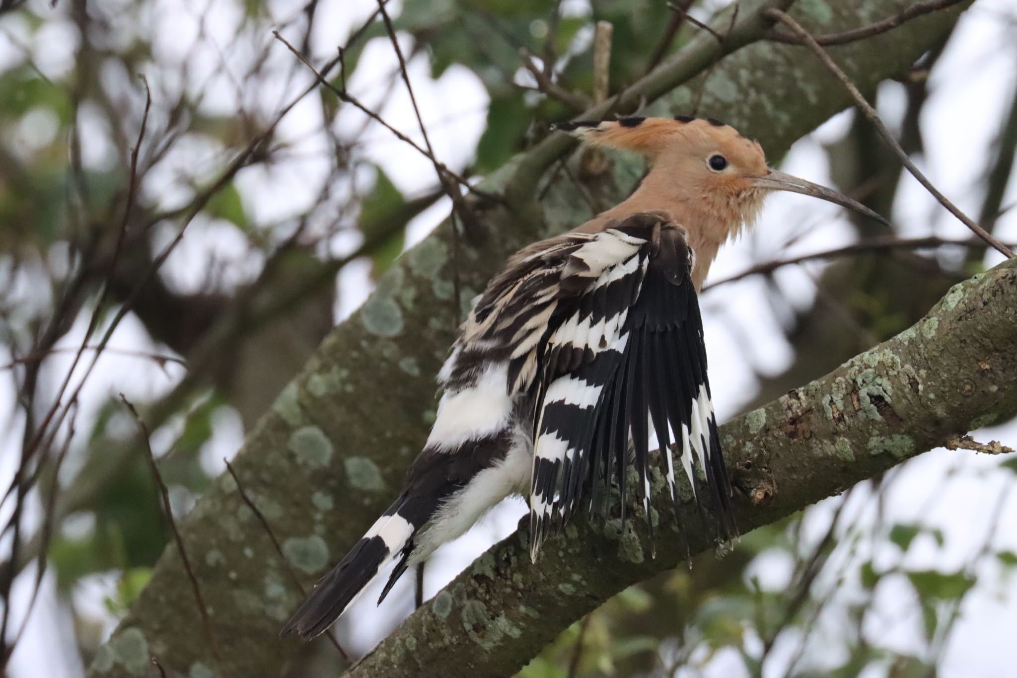 Photo of Eurasian Hoopoe at 諫早中央干拓地 by juusenseibatsu